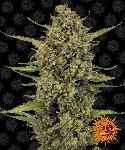 Acapulco Gold 1 Semilla Feminizada Barneys Farm