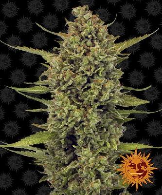 Acapulco Gold 1 Semilla Feminizada Barneys Farm