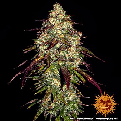 Amnesia Lemon 1 Semilla Feminizada Barneys Farm