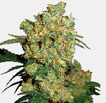 Big Bud 3 Semillas Feminizadas