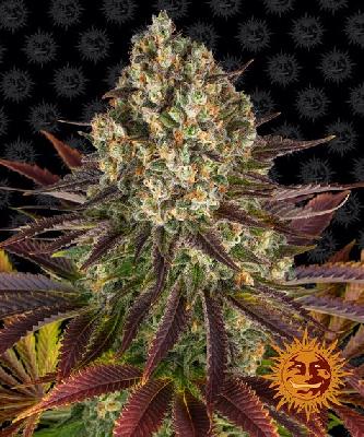 Biscotti Mintz 1 Semilla Feminizada Barneys Farm