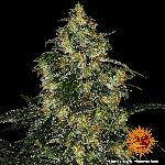 Blue Gelato  1 Semilla Feminizada Barneys Farm