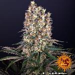Blueberry Og  1 Semilla Feminizada Barneys Farm