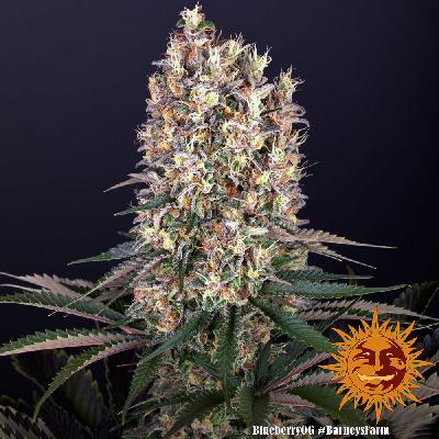 Blueberry Og  1 Semilla Feminizada Barneys Farm