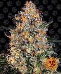 Bubba Kush  1 Semilla Feminizada Barneys Farm
