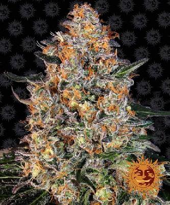 Bubba Kush  1 Semilla Feminizada Barneys Farm