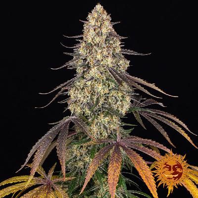 C4-matic Auto 1 Semilla Feminizada Autofloreciente 420fastbuds