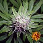 Cookies Kush  1 Semilla Feminizada Barneys Farm