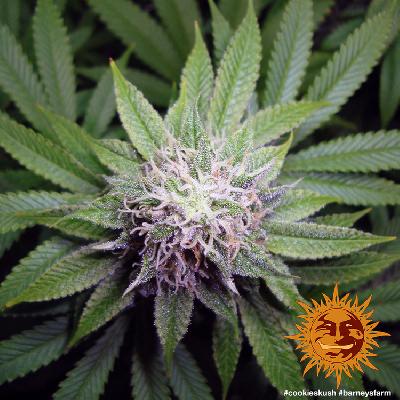 Cookies Kush  1 Semilla Feminizada Barneys Farm