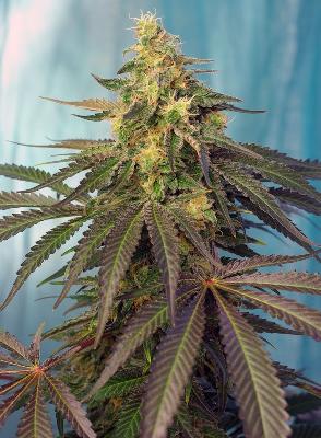 Cream Caramel Cbd 3 + 1 Semillas Feminizadas 