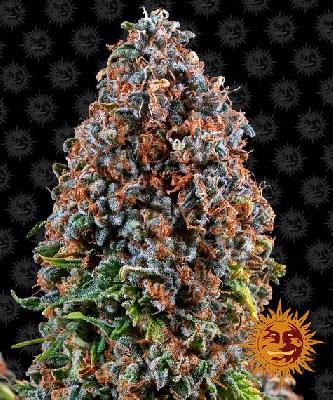 Critical Kush  1 Semilla Feminizada Barneys Farm