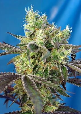 Do Sweet Dos 3 Semillas Feminizadas