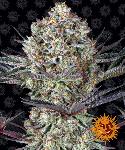 Dos Si Dos 33  1 Semilla Feminizada Barneys Farm