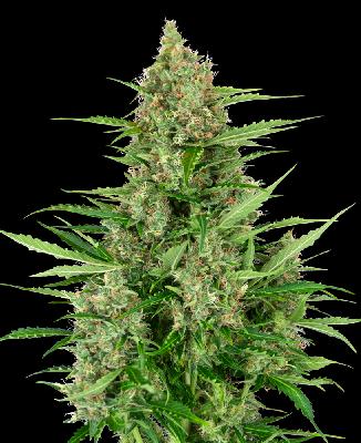 Double Kush Cake 1 Semilla Feminizada Autofloreciente