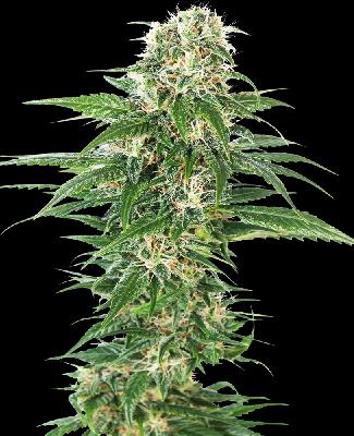 Early Skunk 1 Semilla Feminizada Autofloreciente
