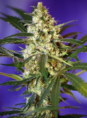 Fast Bud 5 + 2 Semillas Femnizadas Autoflorecientes