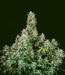 Forbidden Runtz 1 Semilla Feminizada Autofloreciente