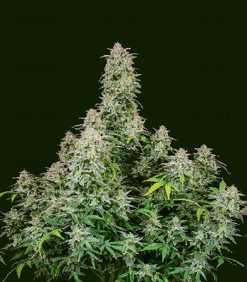 Forbidden Runtz 1 Semilla Feminizada Autofloreciente