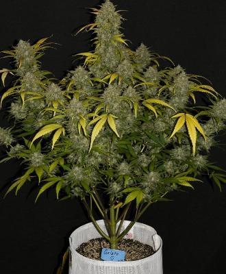 Gelato 1 Semilla Feminizada Autofloreciente