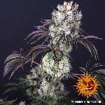 Glookies 1 Semilla Feminizada Barneys Farm