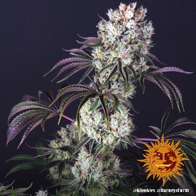 Glookies 1 Semilla Feminizada Barneys Farm