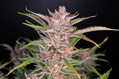 Gorilla Punch 1 Semilla Feminizada Autofloreciente