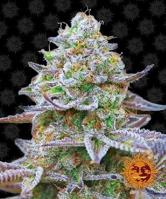 Gorilla Zkittlez 1 Semilla Feminizada Barneys Farm