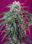 Green Poison 5 Semillas Feminizadas Autoflorecientes