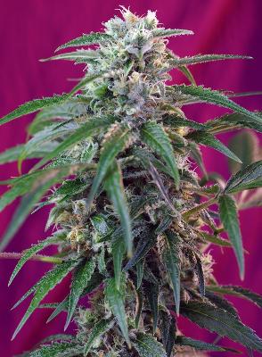 Green Poison 5 Semillas Feminizadas Autoflorecientes