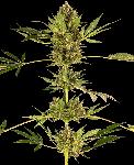 Himalayan Cbd 1 Semilla Feminizada