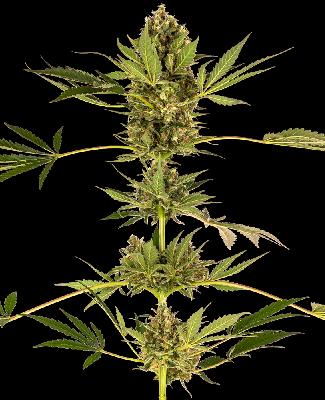 Himalayan Cbd 1 Semilla Feminizada