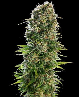 Hindu Kush 1 Semilla Feminizada Autofloreciente