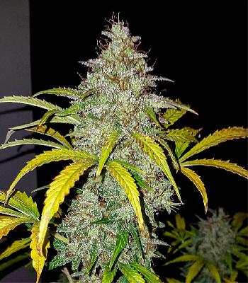 Jack Herer  1 Semilla Feminizada Autofloreciente