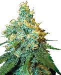 Jack Herer 1 Semilla Feminizada