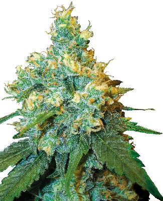 Jack Herer 1 Semilla Feminizada