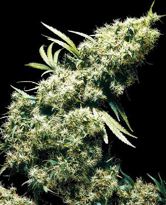 Jamaican Pearl 1 Semilla Feminizada