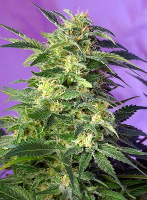 Killer Kush Auto® 3 + 1 Semillas Feminizadas Autoflorecientes