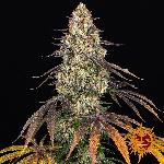 Kush Mintz  1 Semillas Feminizada Barneys Farm