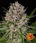 Lemon Haze Auto  1 Semillas Feminizada Barneys Farm