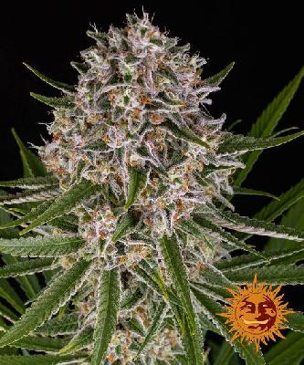 Lemon Haze Auto  1 Semillas Feminizada Barneys Farm