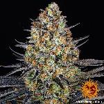 Lsd 1 Semilla Feminizada Barneys Farm