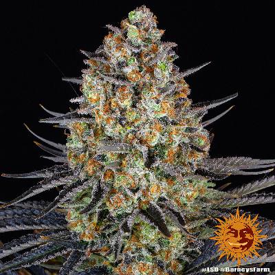 Lsd 1 Semilla Feminizada Barneys Farm