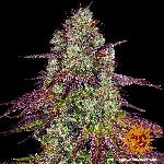 Mimosa Evo 1 Semilla Feminizada Barneys Farm