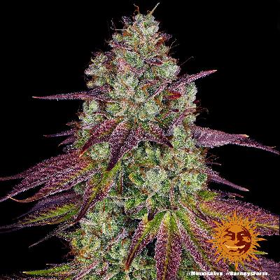 Mimosa Evo 1 Semilla Feminizada Barneys Farm