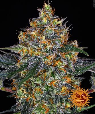 Moby Dick Barneys Farm