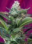 Mohan Ram Auto® 5 + 2 Semillas Feminizadas Autoflorecientes
