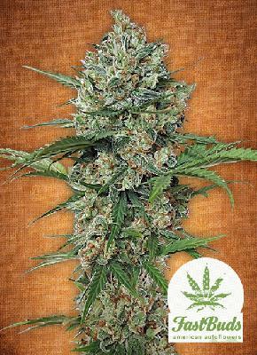 Northern Express 1 Semilla Feminizada Autofloreciente