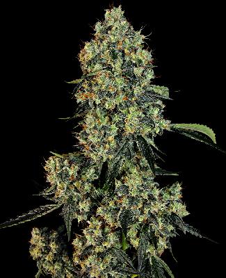 O.g Kush 3 Semillas Feminizadas