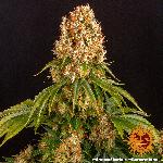 Orange Sherbert 1 Semilla Feminizada Barneys Farm