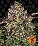 Peyote Critical 1 Semilla Feminizada Barneys Farm